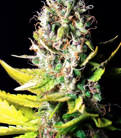 Amnesia White strain