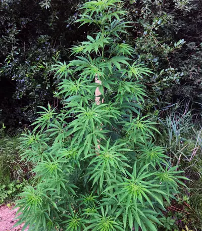 Auto Blueberry Ghost OG strain