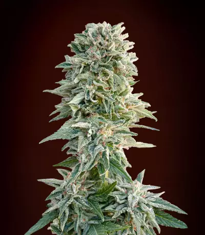 Auto Jack Herer (Advanced Seeds)