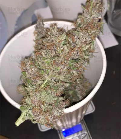 Auto Purple (Original Sensible Seeds)