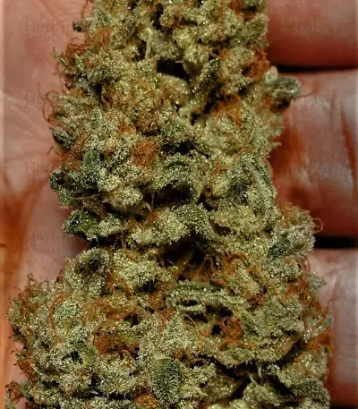 Berry Ryder Auto feminized seeds