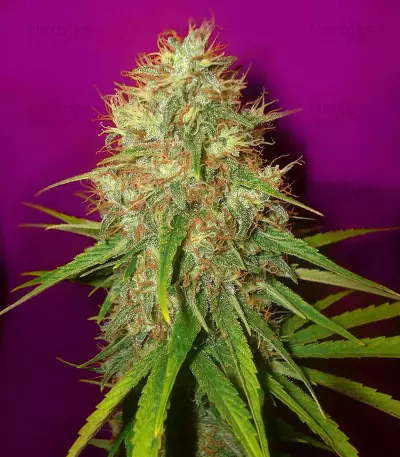 Big Head Confidential Seeds