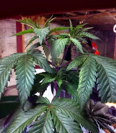 Durban (Sensi Seeds)