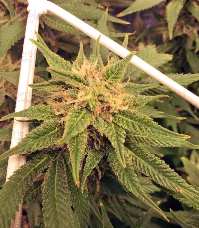 Graines de cannabis Fruity Pebbles (Tropical Nuggets) (Blackskull Seeds)