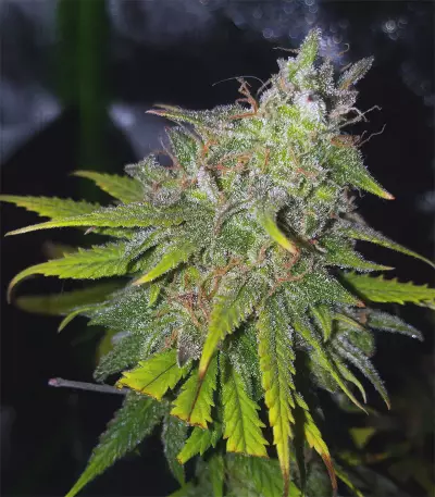 Gelato 41 feminized seeds (Seedstockers)