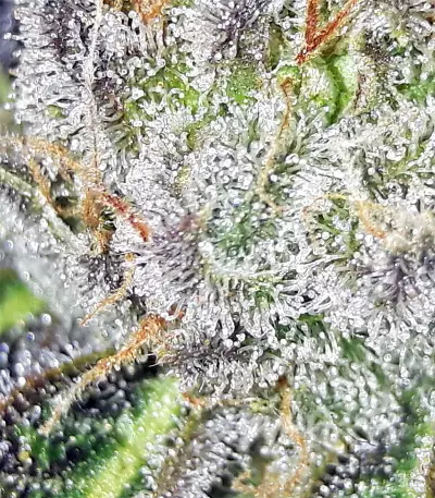 Semi femminizzati di Gorilla × White Widow