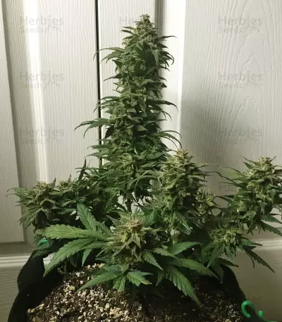 Heisenberg Special Auto Seeds
