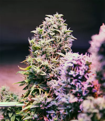 Hindu Kush Automatic feminized seeds