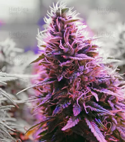 Hindu Kush Automatic feminized seeds
