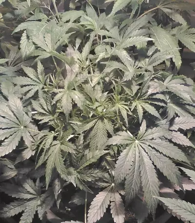 Graines de cannabis Krippleberry Auto (Dr. Krippling Seeds)