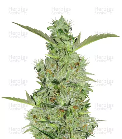 Graines de cannabis Mango Haze Regular (Mr. Nice Seedbank)