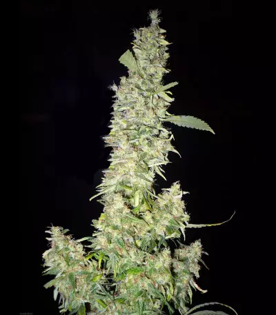 Mango x Widow Seeds