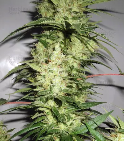NL5 x Haze Seeds