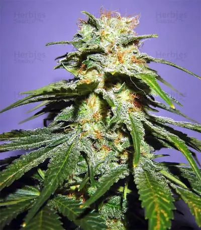 Semi femminizzati Nepal Jam