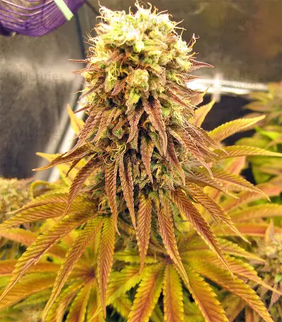 Peyote Purple Regular seeds