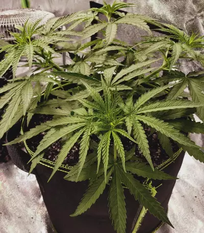 Pineapple Haze Seeds