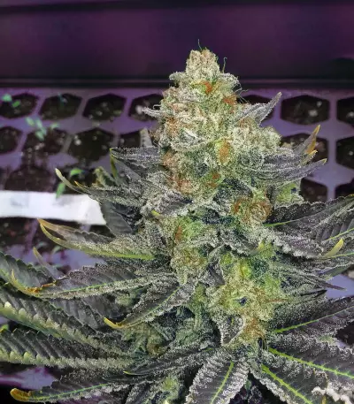 Purple Kush Seeds