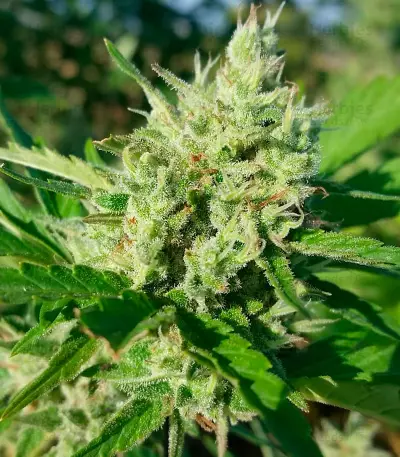 Rockbud feminized seeds