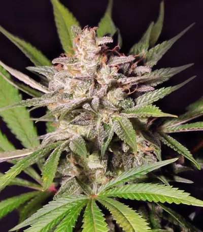 Silver Bubble (Reserva Privada)