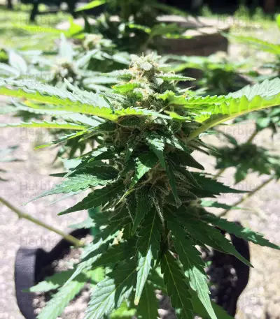 Thin Mint Crack Autoflower feminized seeds