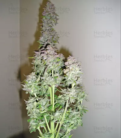 Graines de cannabis Toof Decay Auto (Mephisto Genetics)