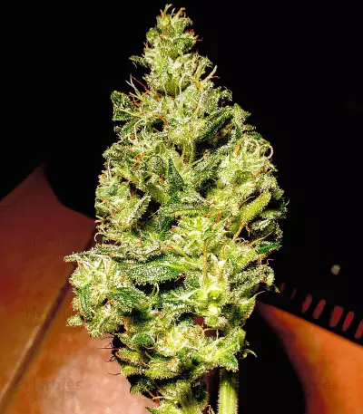 Waist Deep Auto Seeds