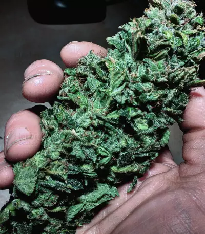 Waist Deep Auto Seeds
