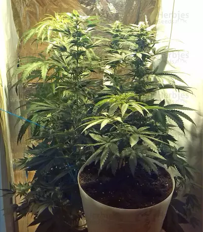 White Skunk feminized seeds (White Label Seed Company)