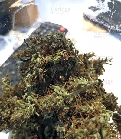 Zamaldelica feminized seeds