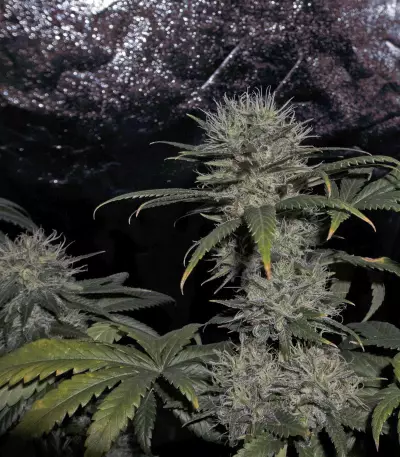 ACE Mix Feminized seeds