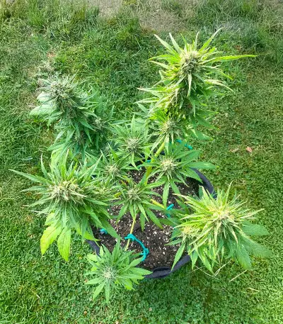 Auto GG#4 Original Glue F1 Seeds (Seedkeepers)