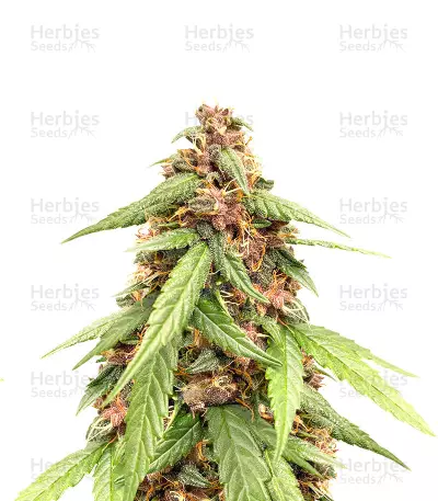 Graines de cannabis Auto Super OG Kush (Pyramid Seeds)