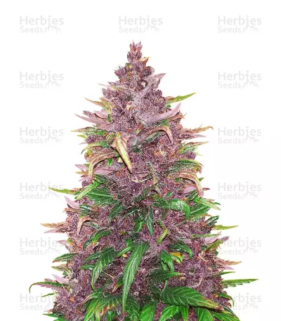 Beginner Auto Mix (Herbies Seeds)