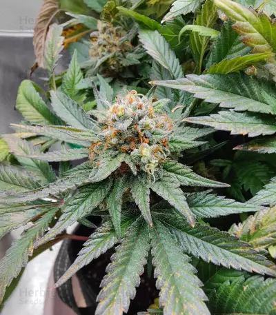 Bubblegum (Herbies Seeds)