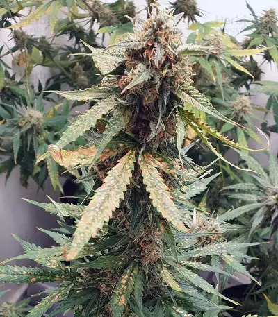 Cash Crop Auto (Cream of the crop seeds)
