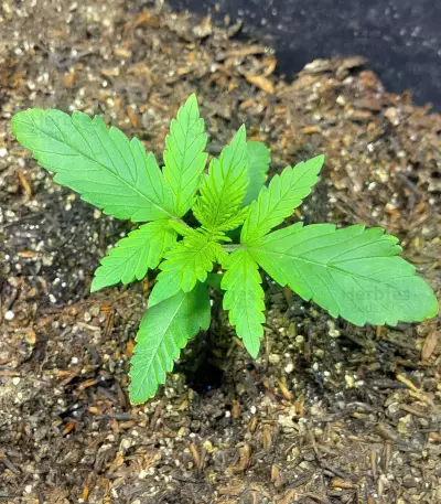 CBD Lemon Aid feminized seeds