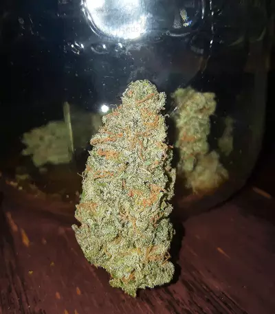 Critical Sensi Star Early Version (Delicious Seeds)