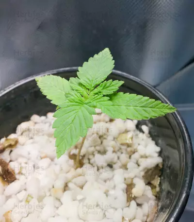 CBD Yummy (CBD Crew)