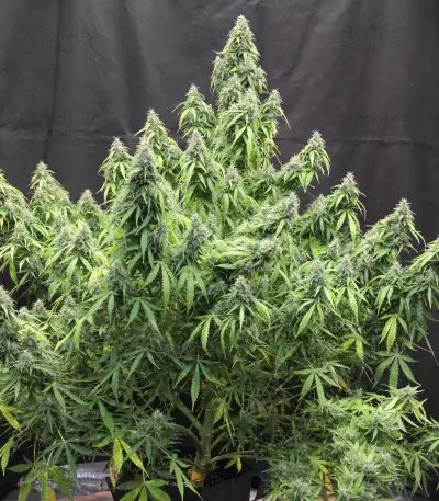 Headlights Kush Auto strain