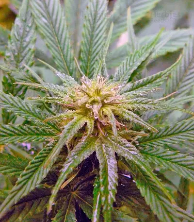Himalaya Gold Seeds