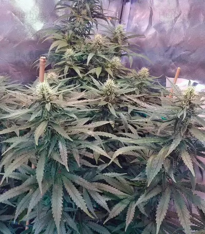 Jack 47 Seeds