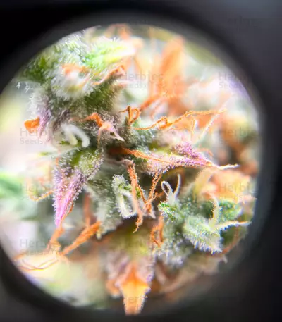 Keepers OG Seeds (Seedkeepers)