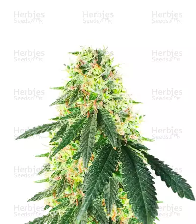 Sementes Feminizadas de Lemon OG (AlphaFem Seeds)