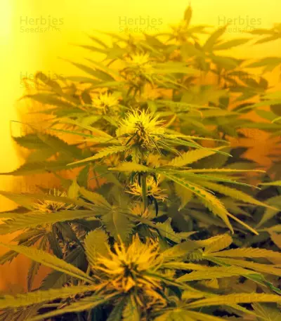 Northern Lights Auto feminized seeds (Green House Seeds)