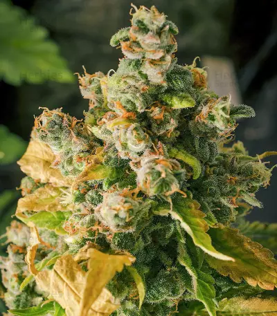 Purple Haze 1 feminized seeds
