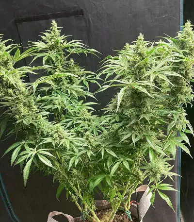 Sage 'n' Sour Seeds