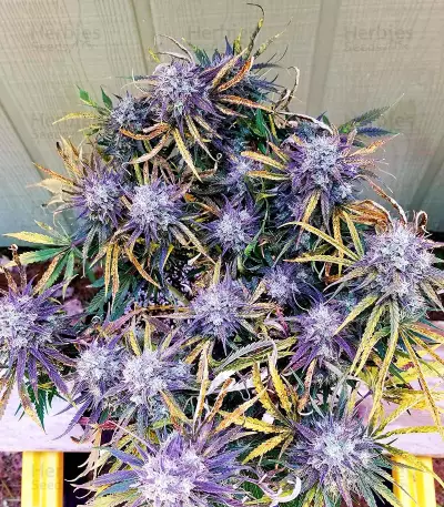 Skywalker OG Seeds