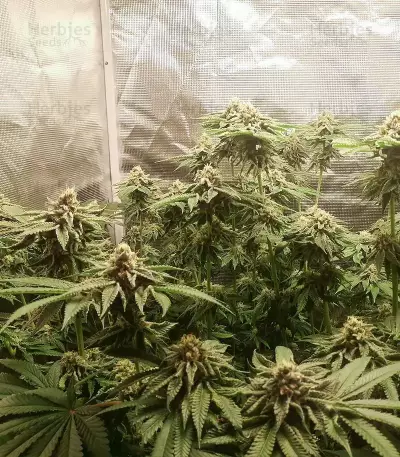 Graines féminisées de Biscotti Mintz (Barney’s Farm)
