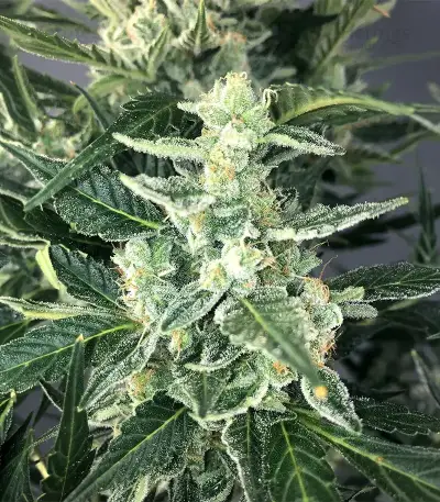 Bruce The Russian Seeds