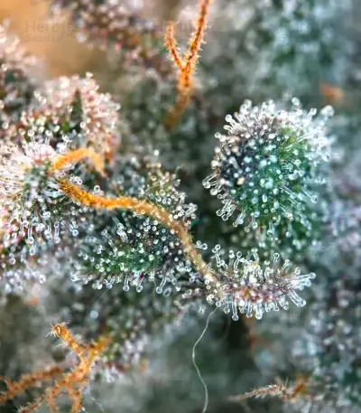 Cream Auto feminized seeds